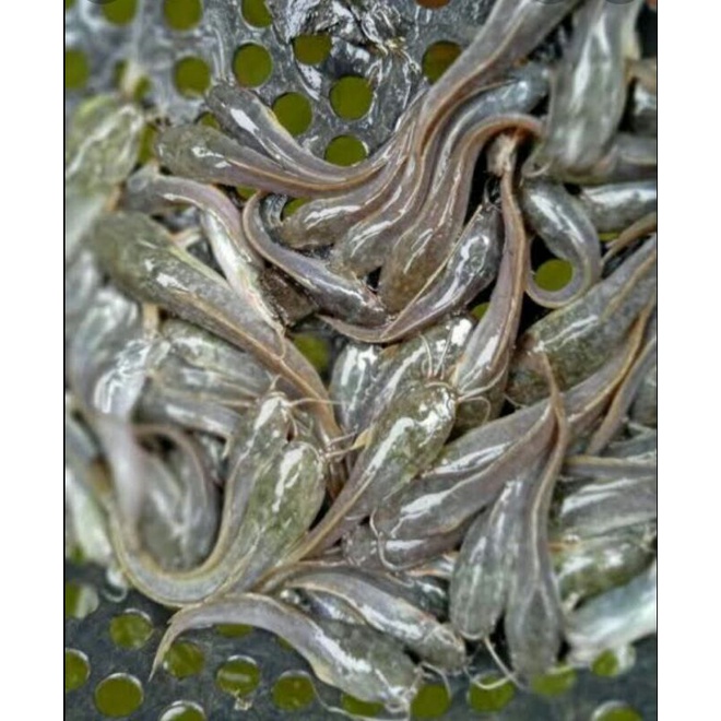Bibit ikan Lele Bogor/ Mutiara Ukuran 9-10 cm Kualitas Grade A