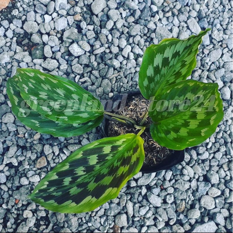 tanaman hias calathea ekor merak - calathea merak - calathea - calathea ekor merak