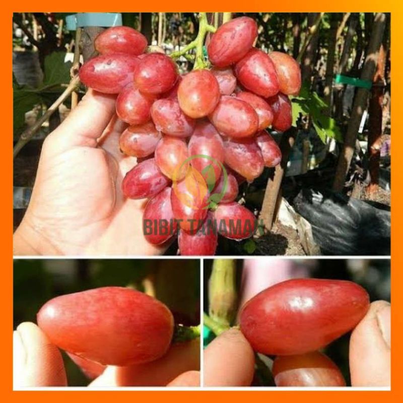 bibit anggur taldun impor valid