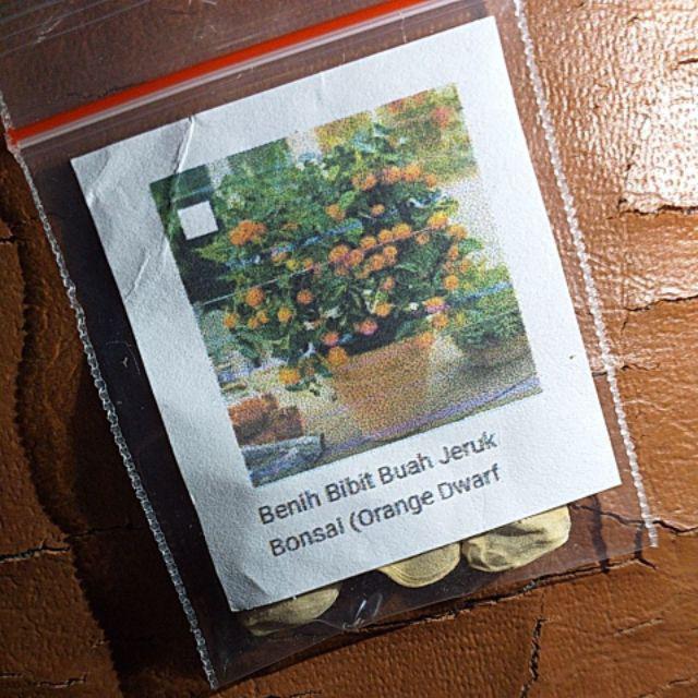 Biji Benih Bibit Jeruk Bonsai (orange Dwarf Seeds)
