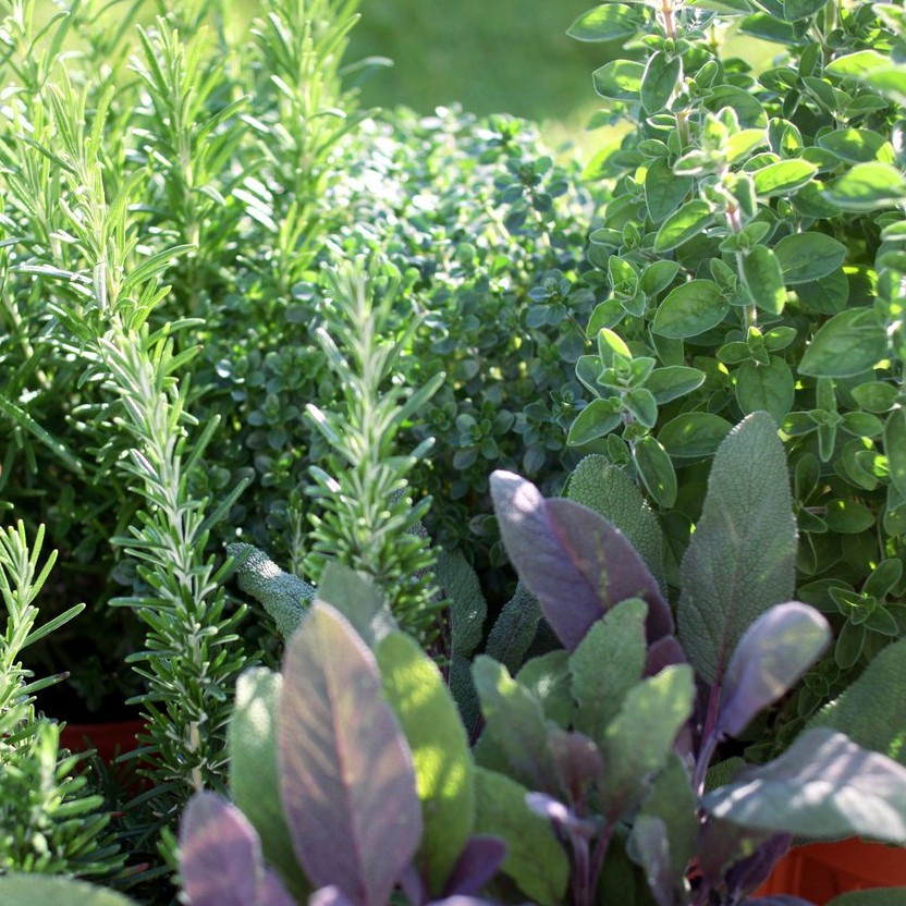 BS-BYL Benih Herbal Bibit Herb Herba Daun Mint Peppermint Lavender Basil Kale Kucai Coriander Parsley Alfalfa Grass-6