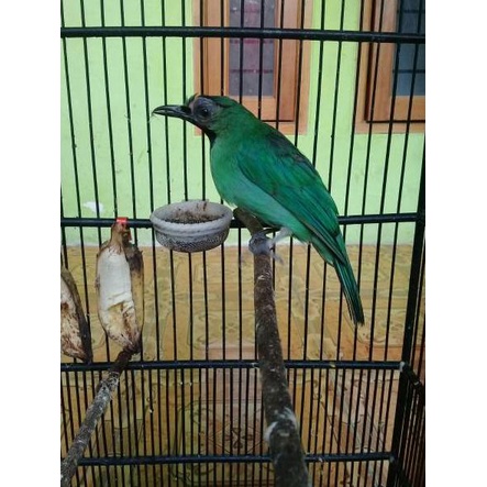 Harga Spesial.. DUO SNOT COMBINE -> Obat snot/patek untuk segala jenis burung