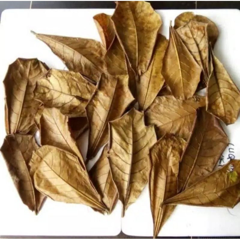 Daun Ketapang Kering Untuk Ikan Cupang Obat Ikan Alami.