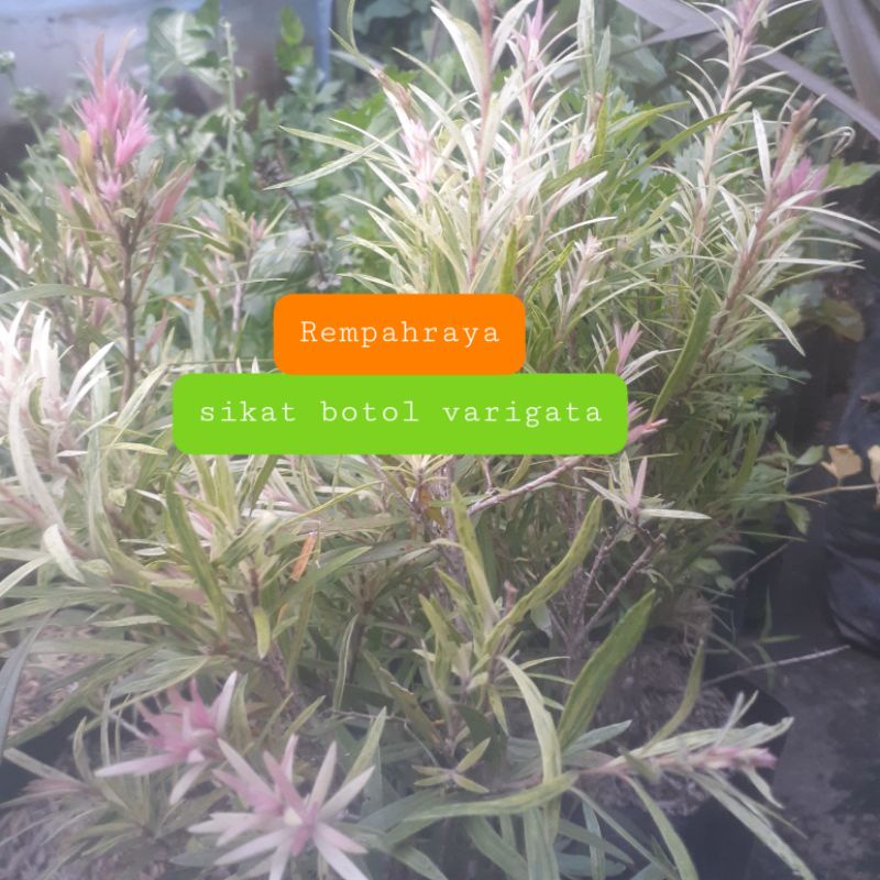 sikat botol varigata tanaman bibit