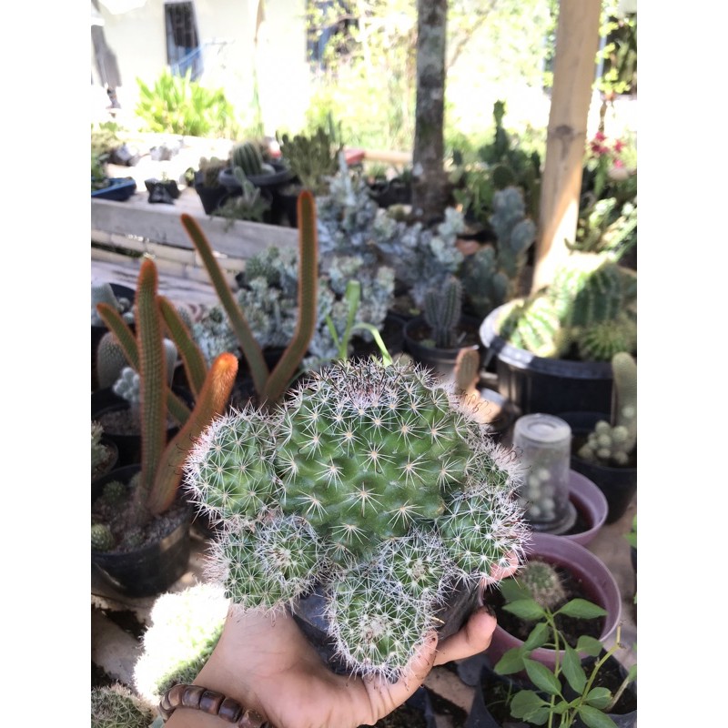 KAKTUS KAILAN BANYAK ANAK