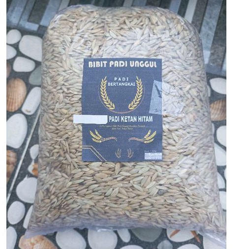 Gabah bibit padi ketan hitam bertangkai 2 kg