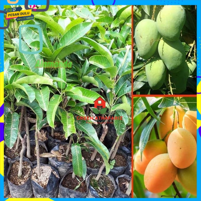 Bibit Tanaman Mangga Madu Anggur