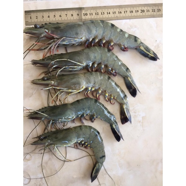 Udang Windu Fresh 1 kg