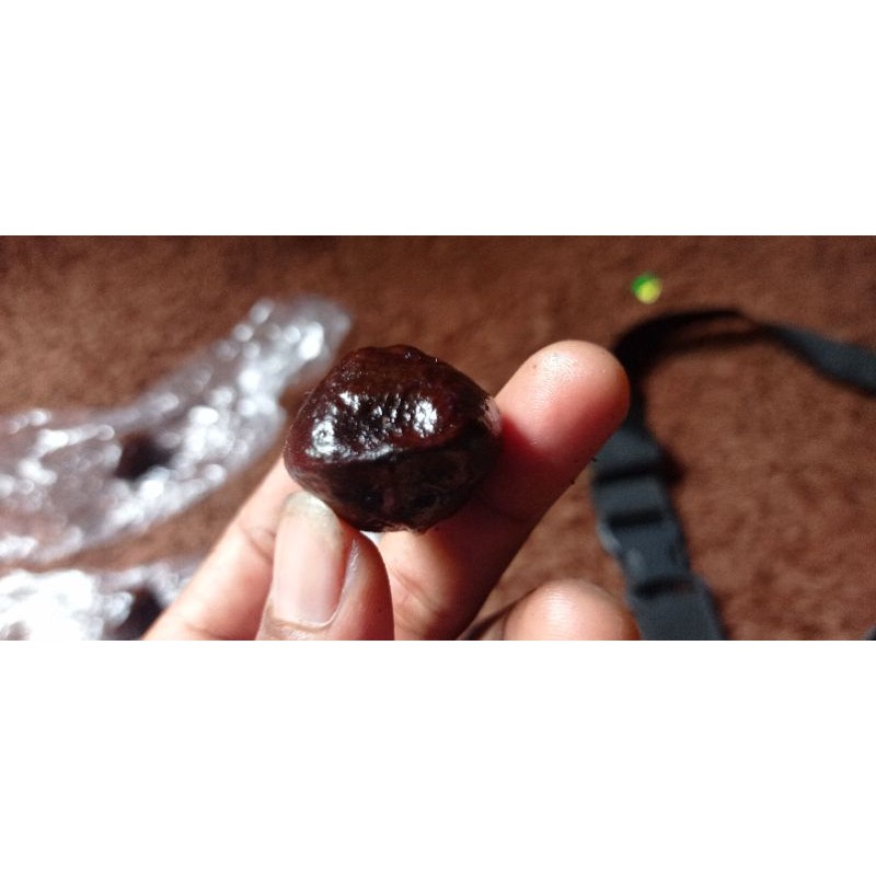 muncang adu /kemiri adu (jayanti)