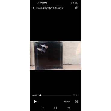 ikan guppy magenta 3 pasang