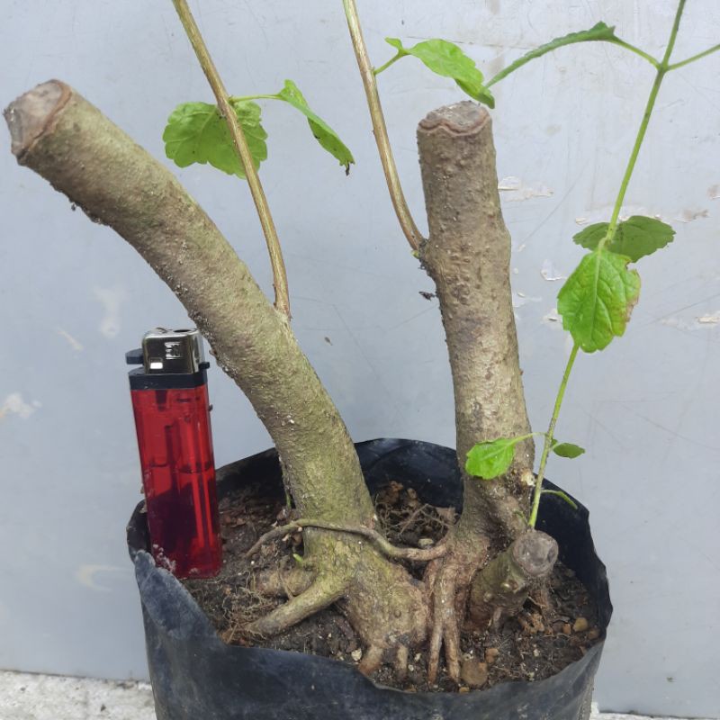 bahan bonsai Lantana bunga orange twin raft