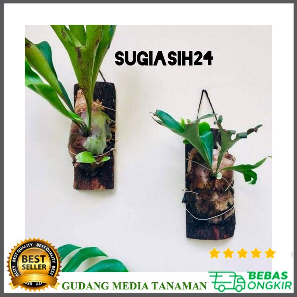 

PAPAN TEMPEL MEDIA TEMPEL READY SETOK