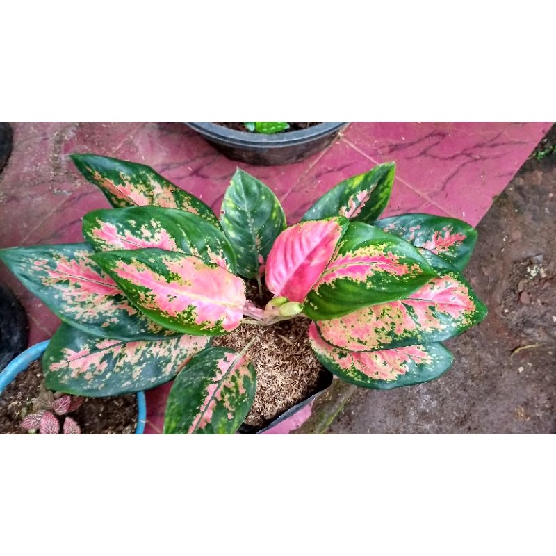aglonema kochin pink