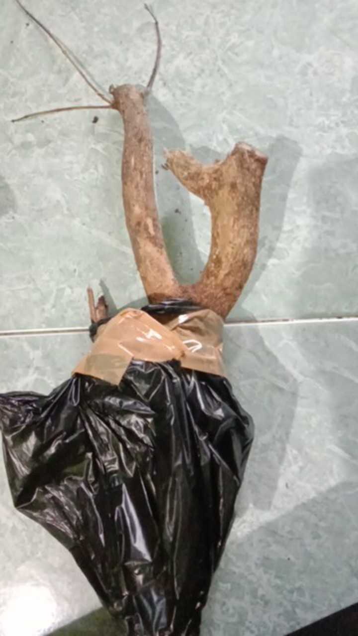 Bunga Lantana Bunga Oren