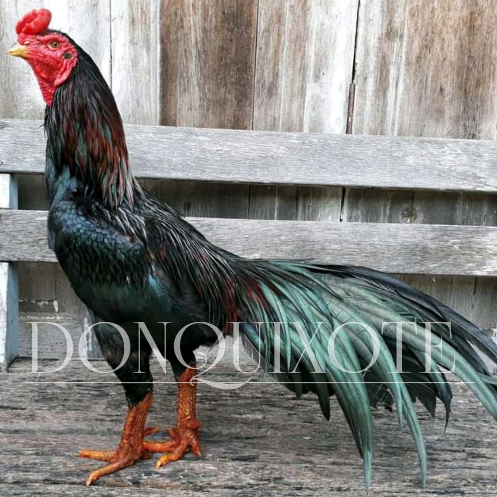 ayam bangkok pakhoy ori telur ekor lidi LHK asli pamangon anti lock mangon atreet koytrad super brut
