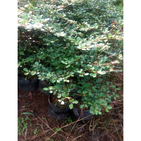 bibit Ketapang kencana pohon Ketapang kencana daun Hijau
