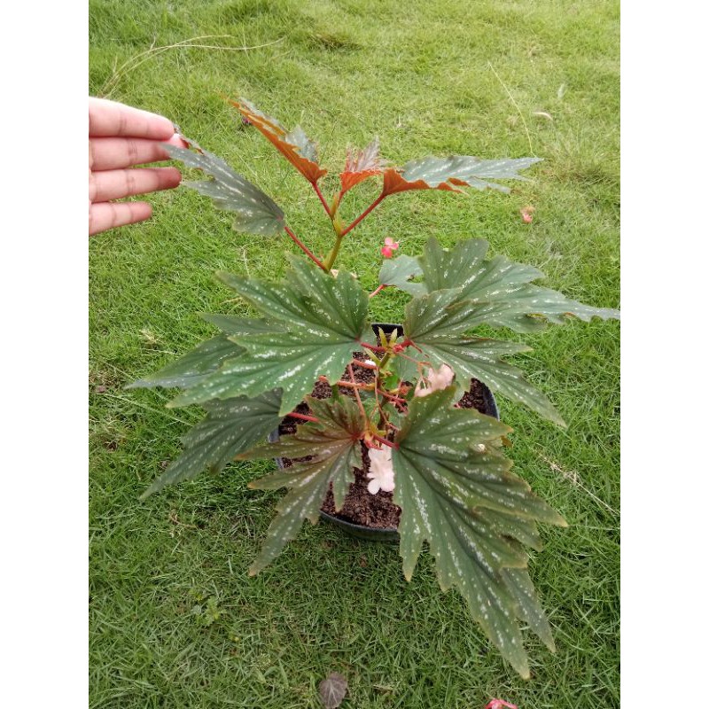 

begonia