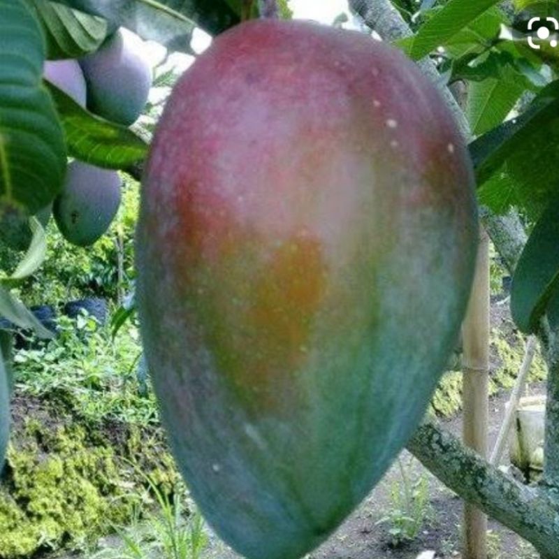 

ready mangga Erwin/ parkit/ india