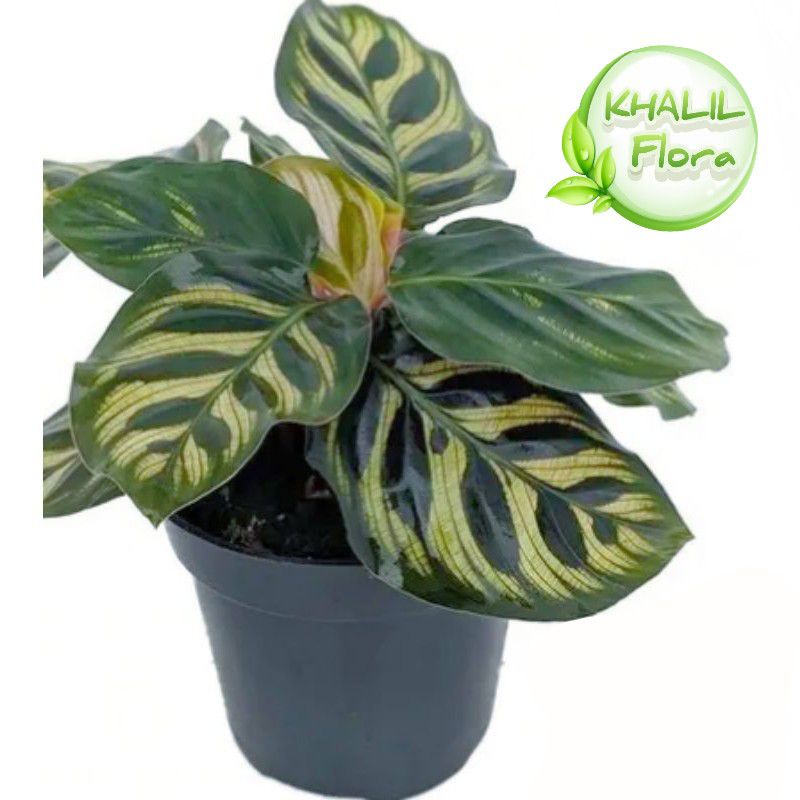 Jual Calathea Makoyana Tanaman Hias Hidup Calathea Makoyana Peacock