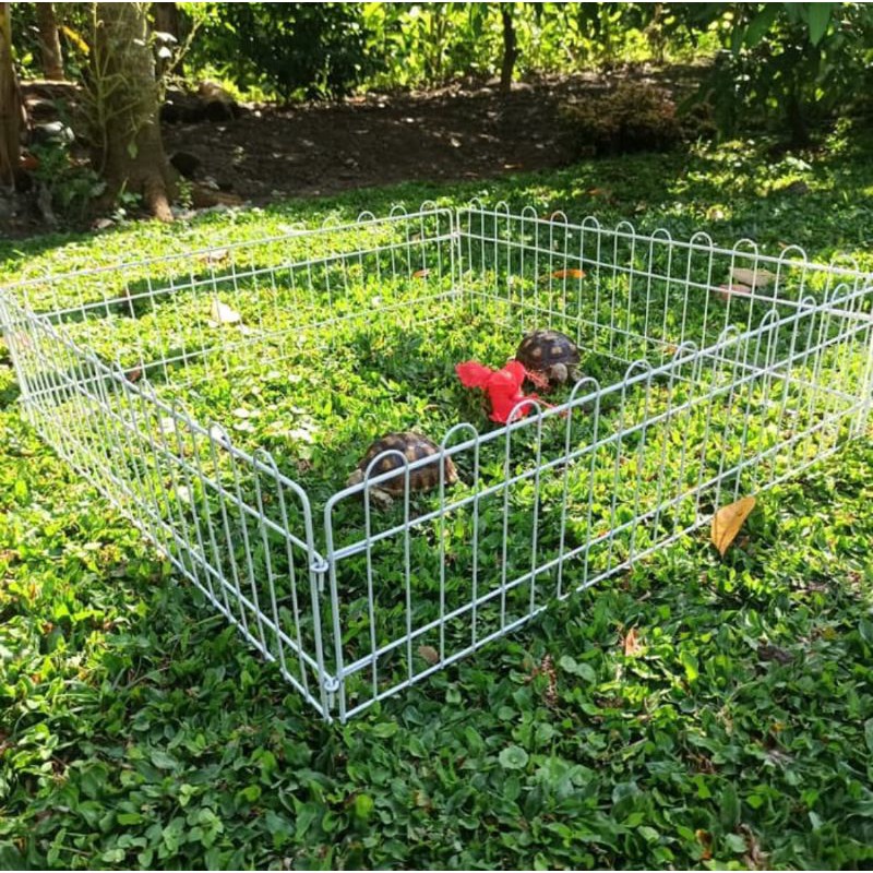 Kandang Pagar Kura-kura Darat Sulcata Aldabra Pardalis Tortoise