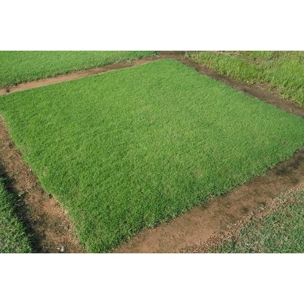 Biji Rumput Bermuda - Bibit Tanaman Rumput Bermuda - Benih Rumput Bemuda - Rumput - COD