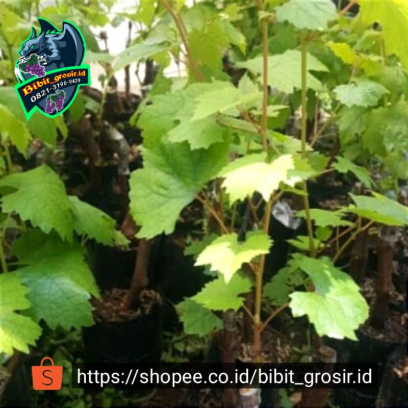 Aneka Bibit Anggur Import Veles, Avatar, Crv, Dll(list Di Deskripsi)