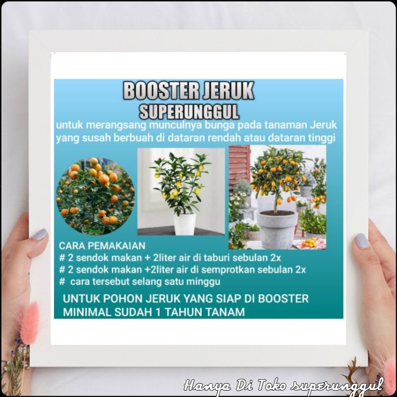 Boster Pupuk Bibit Jeruk Bisa Berbuah Dengan Sangat Cepat