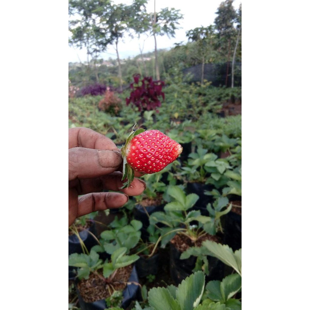 Tanaman Buah Strawberry Australia Jumbo Kondisi Berbuah Super Kw Asli
