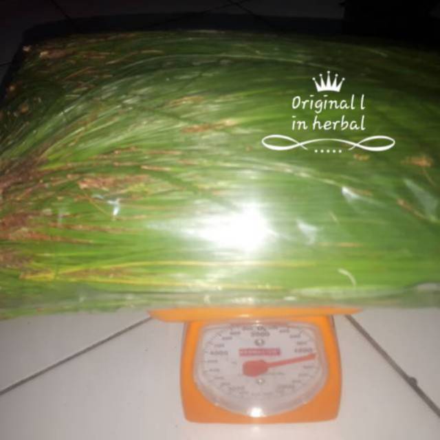 

DAUN FINUS SEGAR PETIK SAAT ORDER MASUK KEMASAN 500 GRM