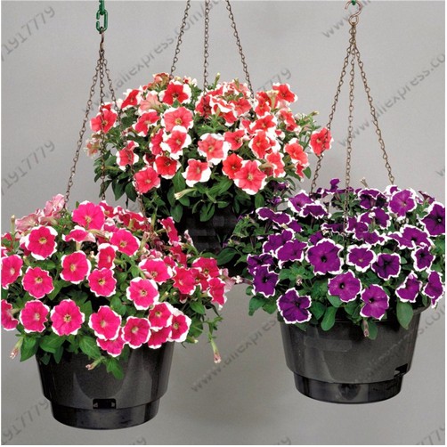 Biji Bunga  Petunia Seeds Mix color Shopee Indonesia