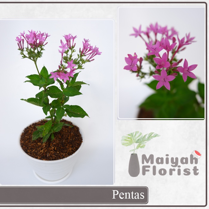 Bunga Pentas - Egyptian Star Cluster - Pentas Lanceolata - Tanaman Hias