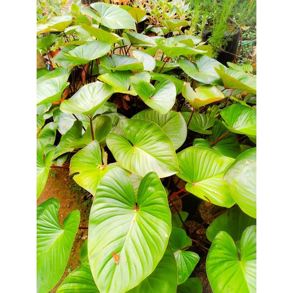 homalomena - homalomena tanaman - tanaman hias - tanaman hias murah - homalomena merah - homalomena 