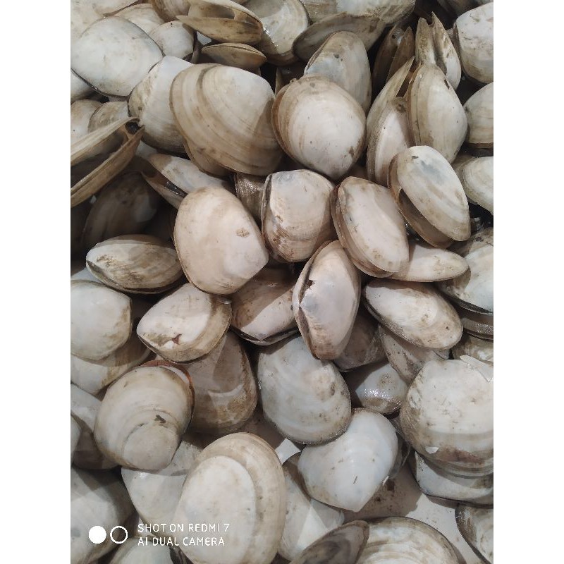 

kerang madu hidup segar seafood murah