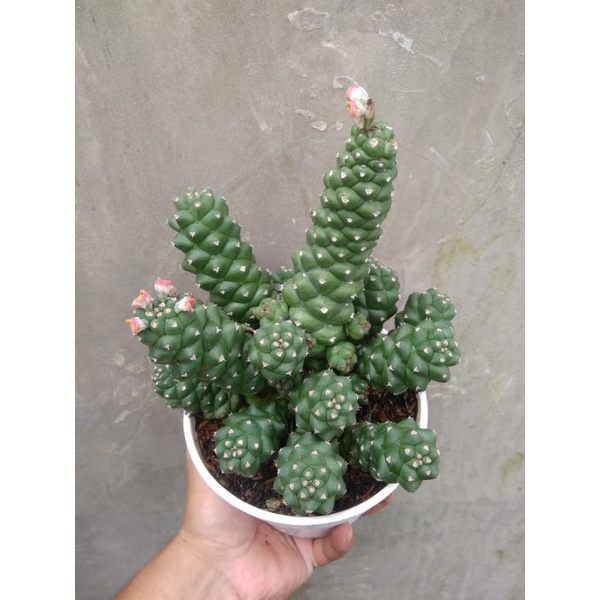 

monadenium hijau cluster