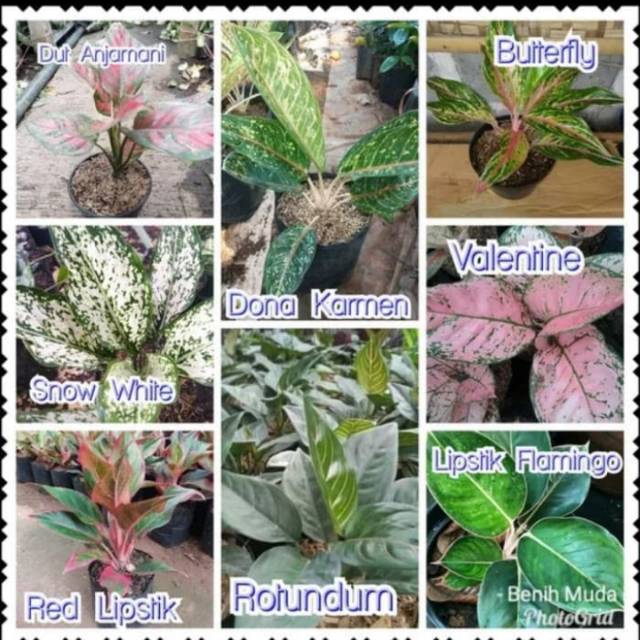 paket bibit aglonema murah