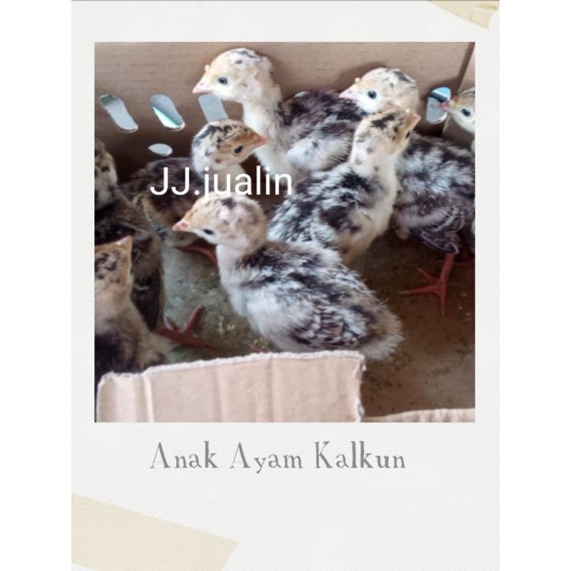 anak ayam kalkun - ayam kalkun kecil - ayam hias kalkun