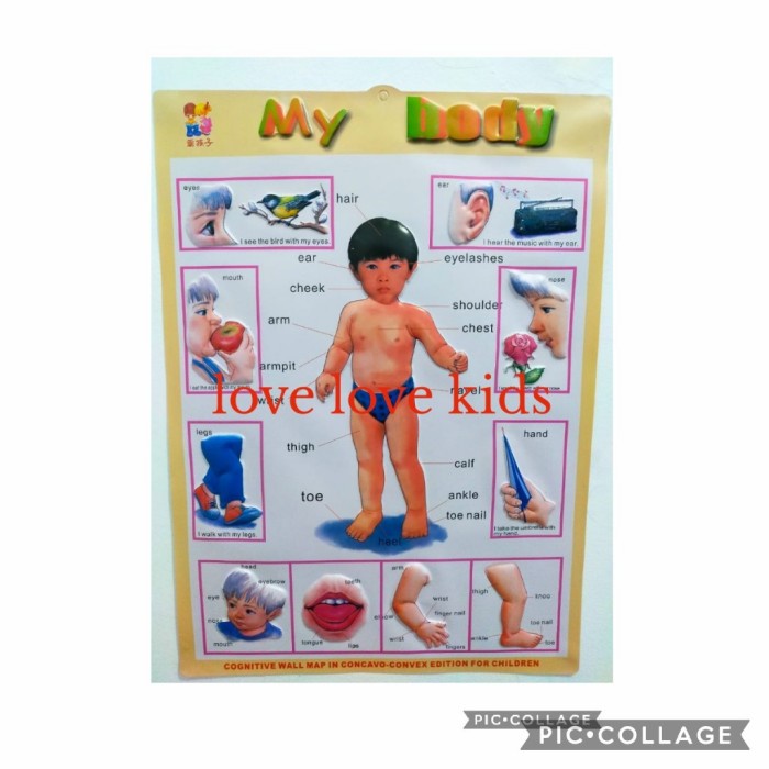 

Produk Terbaru Poster Timbul Edukasi Anak My Body Anggota Tubuh