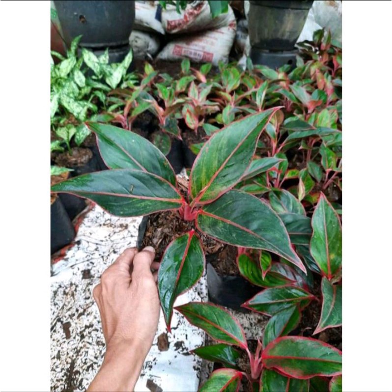 bibit aglonema lifstik merah