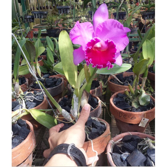 Anggrek Cattleya berbunga