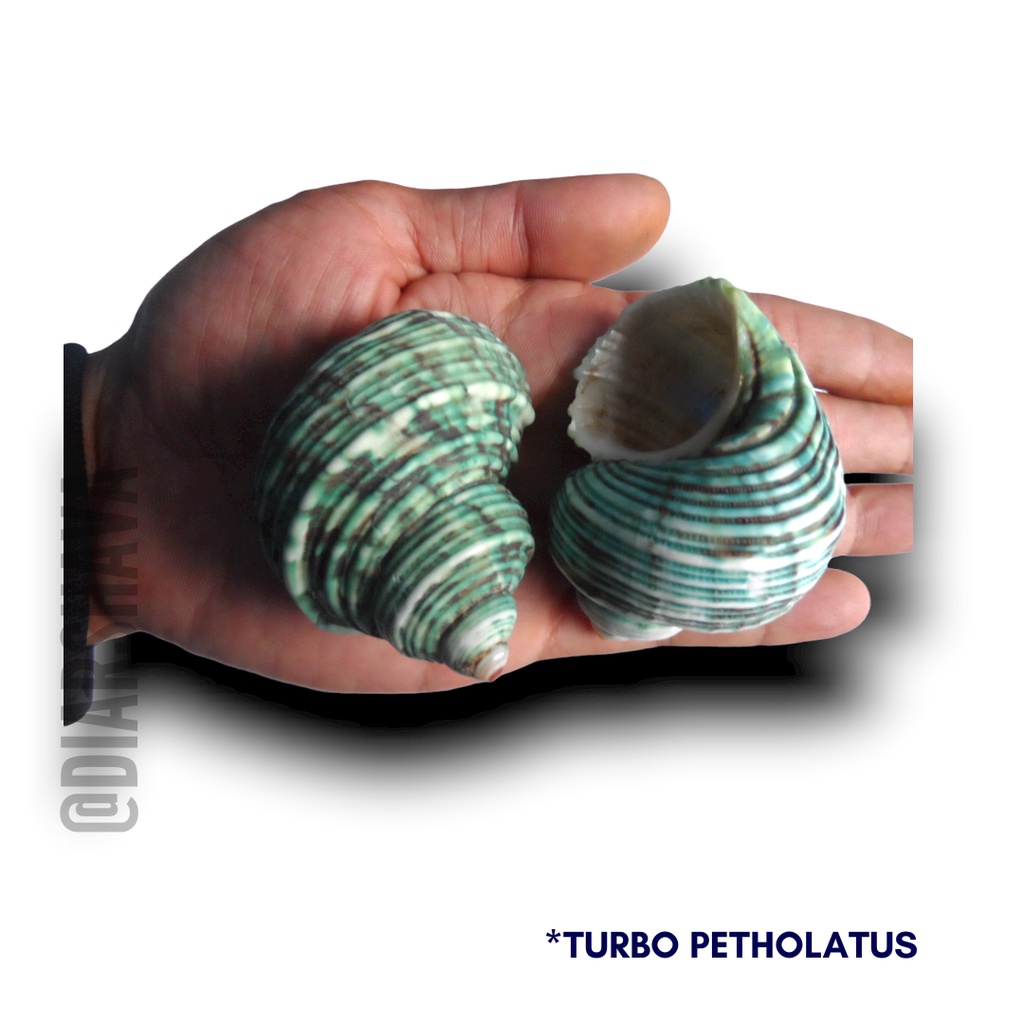 Kulit Kerang / Cangkang Kerang Hijau Turbo Petholatus Panjang 5-6cm