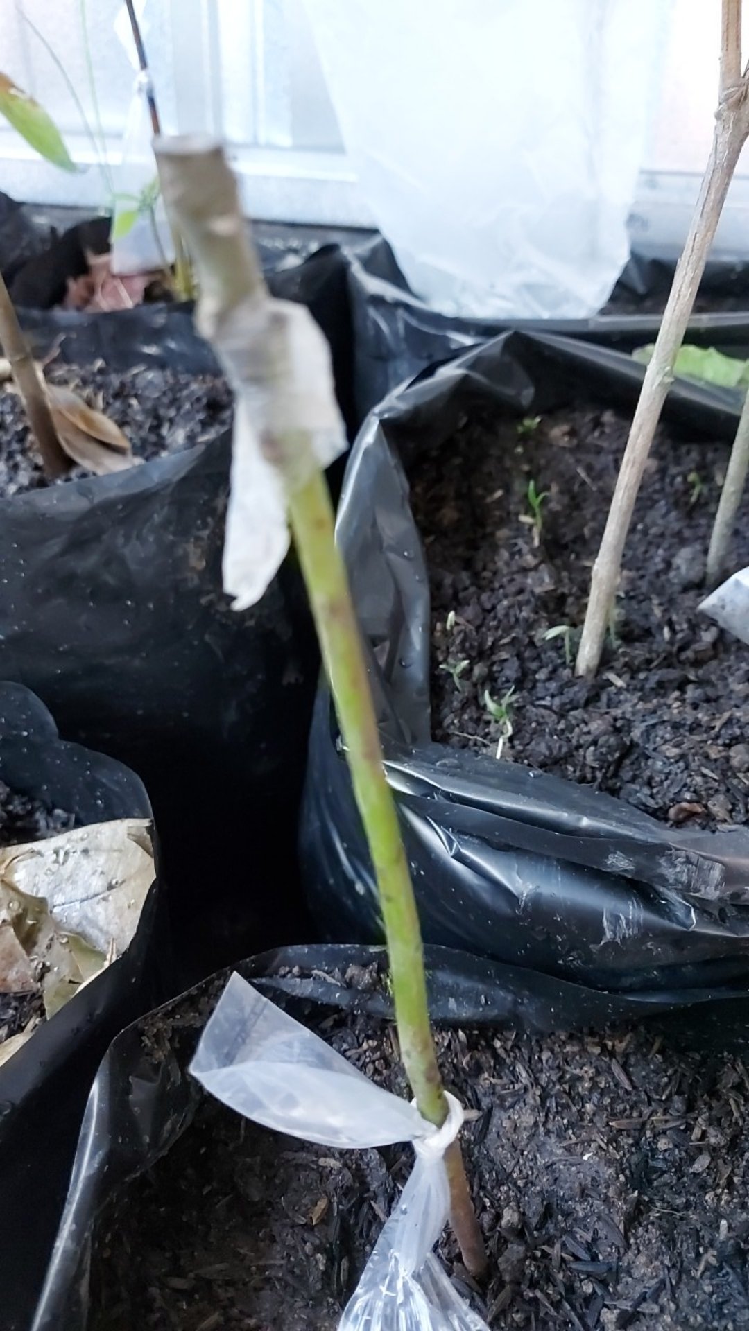 Bibit Tanaman Buah Alpukat Miki 50cm Up(bisa Cod)