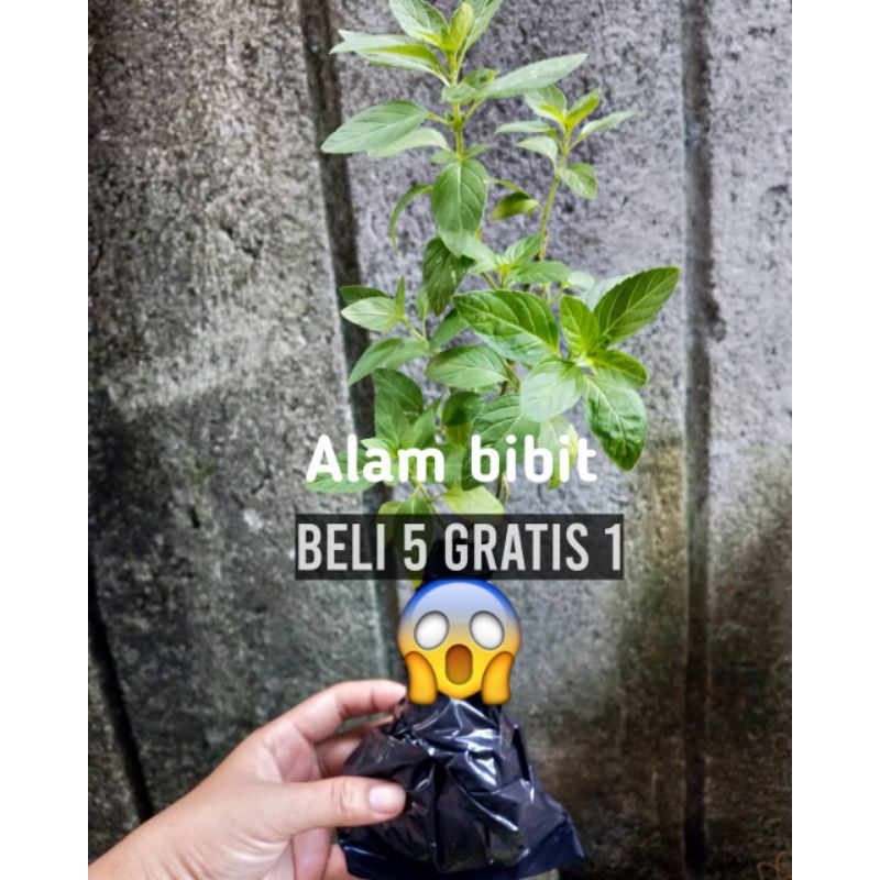 BIBIT STEVIA SUPER PENGGANTI GULA(beli 5 gratis 1)