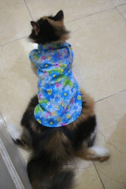 Baju pantai kucing biru lucu untuk kucing anjing / baju kucing terlaris murah size S M L XL