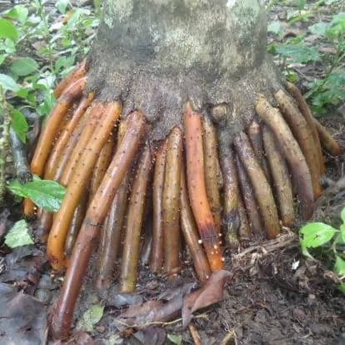 

AKAR PINANG SEGAR 100 GRAM FRESH