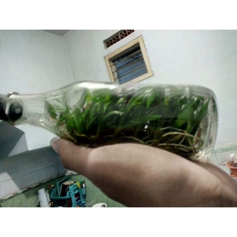 Bibit anggrek botol dendrobium spesies schulleri