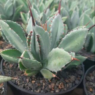 tanaman hias Agave Mawar Potatorum Butterfly