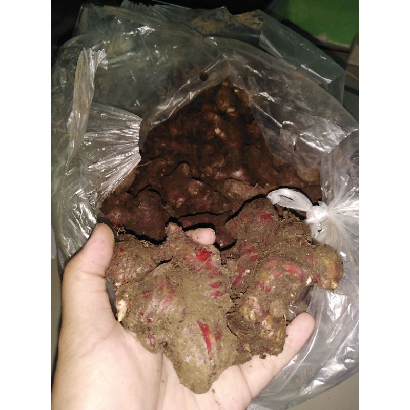 

Jahe merah asli organik 1 kg . KONDISI MASIH ADA TANAHNYA
