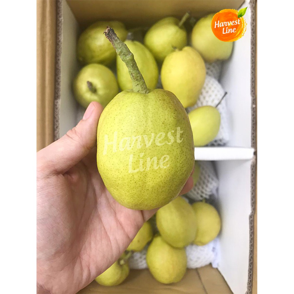 

BUAH PIR XIANG LI 1KG PEAR FRAGRANT XIANG LIE [HARVEST LINE]