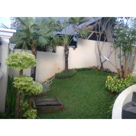 Desain Taman Minimalis Aneka Rumput Supplier Tanaman Hias