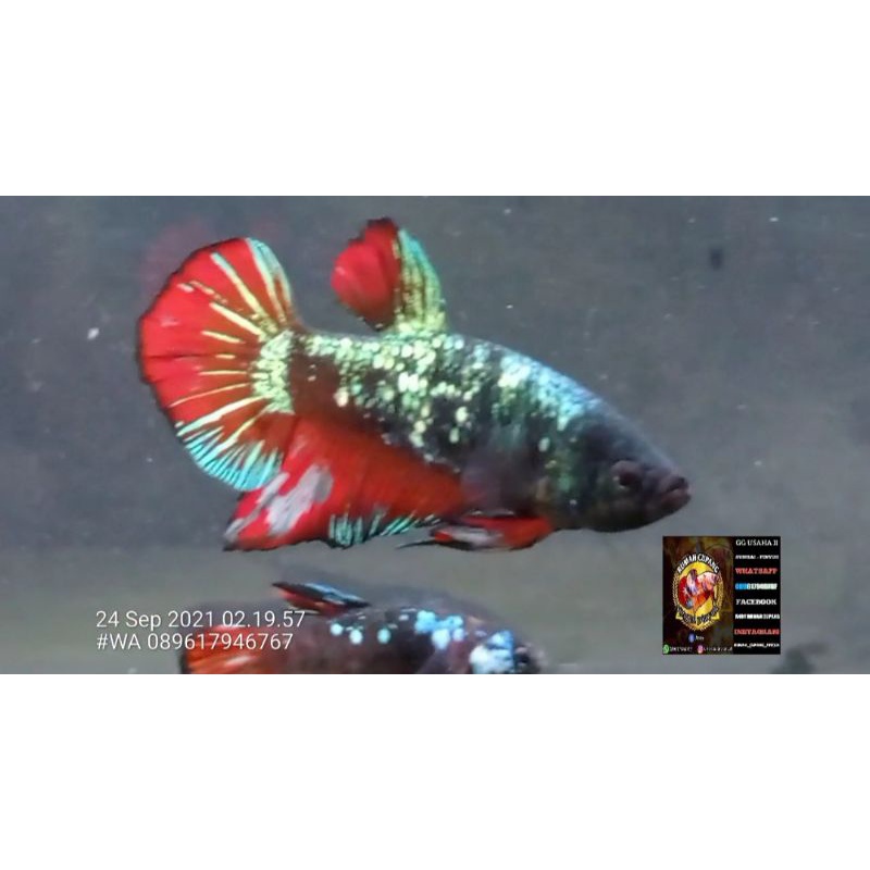 IKAN CUPANG AVATAR GREEN METALIK